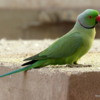Indian Ring-Necked Parakeets