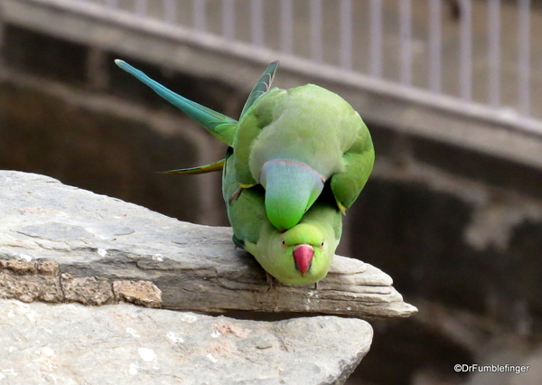 Parakeets, Rajasthan (3)