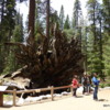 06 Mariposa Grove, Yosemite NP)