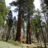 08 Mariposa Grove, Yosemite NP)