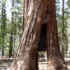 12 Mariposa Grove, Yosemite NP)