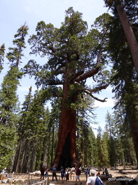 19 Mariposa Grove, Yosemite NP)