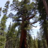 19 Mariposa Grove, Yosemite NP)
