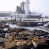 Sea Lions, Pier 39