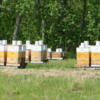 Beehives in rural Manitoba