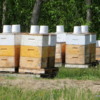 Beehives in rural Manitoba
