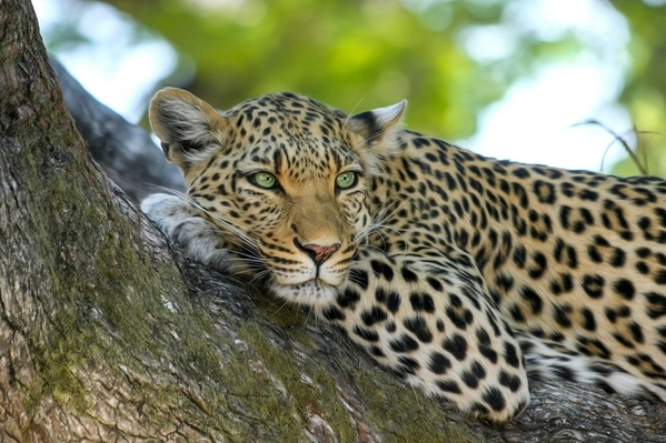 Leopard. Image by Michael Siebert from Pixabay