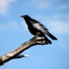 00 Raven, Grand Teton National Park