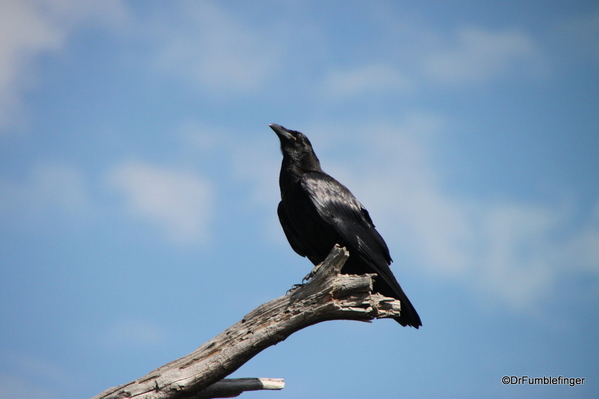 03 Raven, Grand Teton National Park
