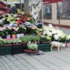 Viktualienmarkt-Flowers
