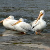 06 Pelicans, Whitemouth Falls Provincial Park