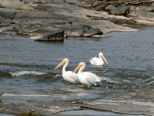 07 Pelicans, Whitemouth Falls Provincial Park