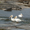 07 Pelicans, Whitemouth Falls Provincial Park