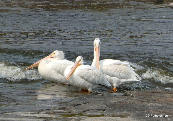 09 Pelicans, Whitemouth Falls Provincial Park