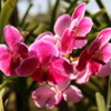 04 Commercial Orchid Garden, trip to