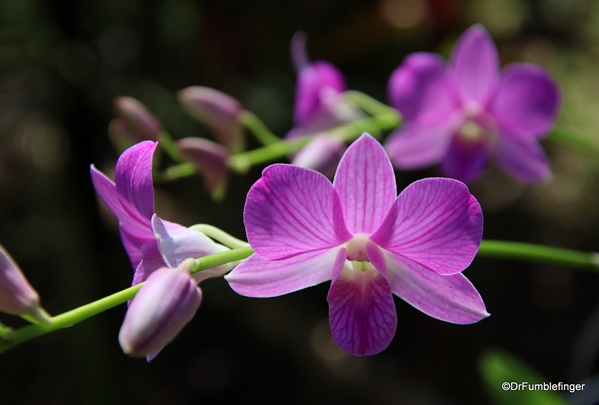 05 Commercial Orchid Garden, trip to