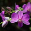 05 Commercial Orchid Garden, trip to
