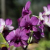 06 Commercial Orchid Garden, trip to