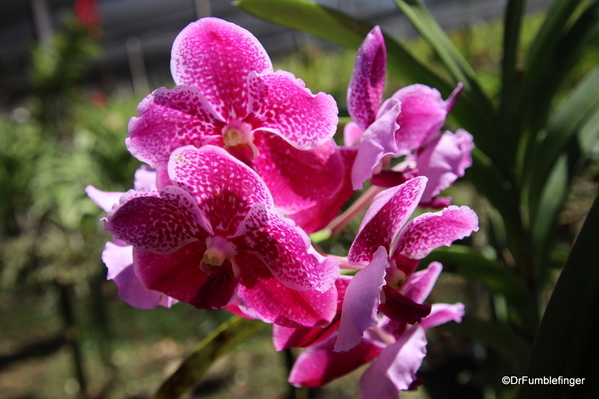 07 Commercial Orchid Garden, trip to