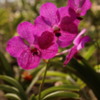 08 Commercial Orchid Garden, trip to