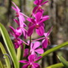 12 Commercial Orchid Garden, trip to
