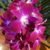 19 Orchid Garden, en route to Manuel Antonio