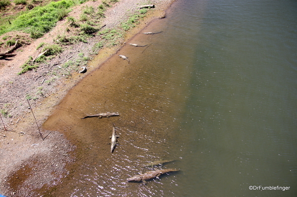 02 Crocodiles, Rio Grande de Tarcoles Costa Ric