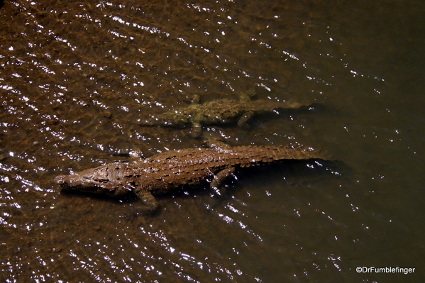 04 Crocodiles, Rio Grande de Tarcoles Costa Ric