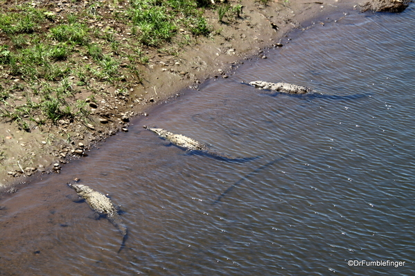 05 Crocodiles, Rio Grande de Tarcoles Costa Ric