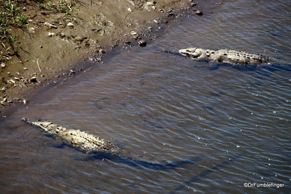 06 Crocodiles, Rio Grande de Tarcoles Costa Ric