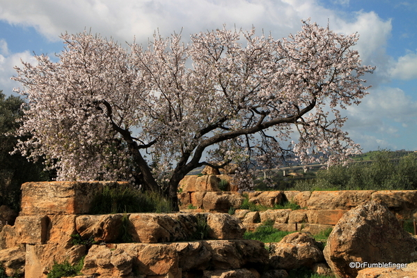 01 Almond blossoms, Agrigento
