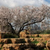 01 Almond blossoms, Agrigento