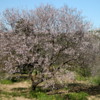 02 Almond blossoms, Agrigento