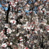 03 Almond blossoms, Agrigento