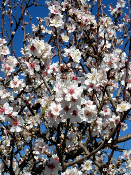 04 Almond blossoms, Agrigento