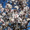 04 Almond blossoms, Agrigento