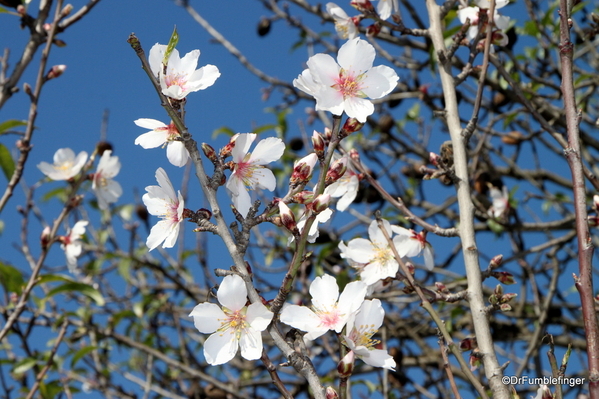 05 Almond blossoms, Agrigento