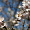 06 Almond blossoms, Agrigento
