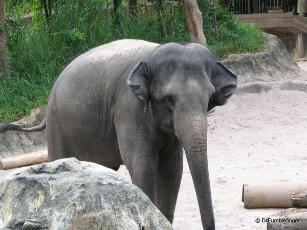 022 Singapore 2-2006. Zoo. Elephants
