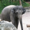 Singapore Zoo.  Elephants