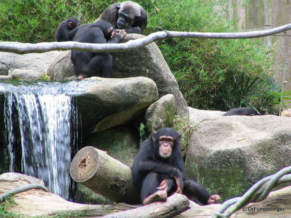 030 Singapore 2-2006. Zoo. Chimpanzees