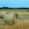 02 Hay field near Anola (8)