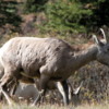 03 Bighorn Sheep, Highwood Pass