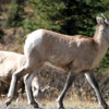 04 Bighorn Sheep, Highwood Pass