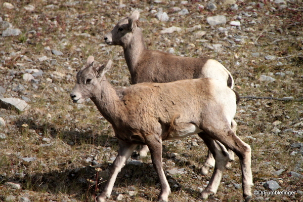 05 Bighorn Sheep, Highwood Pass