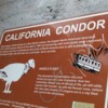 California Condor Statue: California Condor Statue