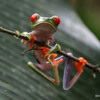 00 Red Eyed Tree Frog