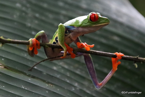 01 Red Eyed Tree Frog