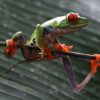 01 Red Eyed Tree Frog