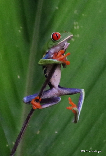 02 Red Eyed Tree Frog